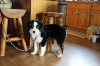 Onyx, a female Miniature American Shepherd for sale in Holcombe, WI – Photo 3 of 6