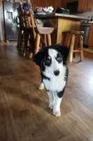 Onyx, a female Miniature American Shepherd for sale in Holcombe, WI – Photo 4 of 6