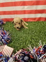 Penny Ckc, a female Poodle - Toy  for sale in Blairsville, GA – 3 of 3