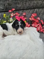 Zelda Ckc, a female Poodle - Standard  for sale in Blairsville, GA – 4 of 6
