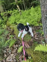 Selena Ckc, a female Poodle - Standard  for sale in Blairsville, GA – 2 of 10
