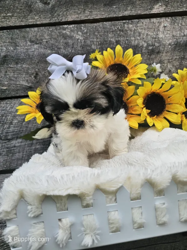Chelsea Ckc – Shih Tzu puppy for sale in Blairsville, GA