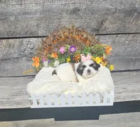Izzy Ckc, a female Shih Tzu for sale in Blairsville, GA – 2 of 6
