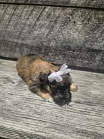 Georgie , a female Shorkie for sale in Blairsville, GA – 4 of 9