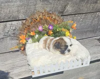 Benji Ckc, a male Shih Tzu for sale in Blairsville, GA – 9 of 10