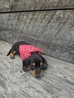 Charlie Ckc, a male Miniature Dachshund for sale in Blairsville, GA – 5 of 10