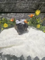 Amber, a female Shorkie for sale in Blairsville, GA – 3 of 9