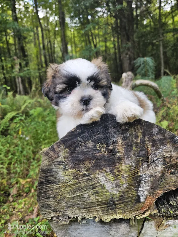 Shay Ckc – Shih Tzu puppy for sale in Blairsville, GA