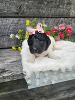 Harper Ckc, a female Poodle - Standard  for sale in Blairsville, GA – 6 of 6