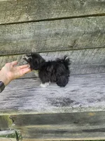 Willow Ckc, a female Shih Tzu for sale in Blairsville, GA – 7 of 9