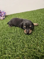 Charlie Ckc, a male Miniature Dachshund for sale in Blairsville, GA – 3 of 3