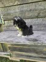 Willow Ckc, a female Shih Tzu for sale in Blairsville, GA – 9 of 9