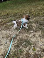 Shay Ckc, a female Shih Tzu for sale in Blairsville, GA – 6 of 10