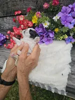 Nina Ckc , a female Shih Tzu for sale in Blairsville, GA – 2 of 4
