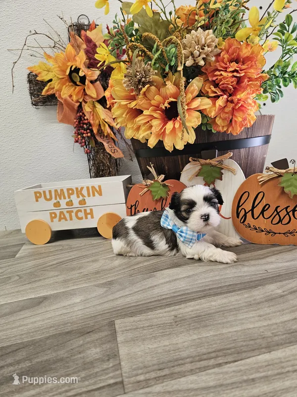 Scooby Ckc – Shih Tzu puppy for sale in Blairsville, GA