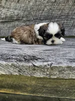 Marco Ckc, a male Shih Tzu for sale in Blairsville, GA – 3 of 9
