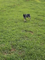 Keisha , a female Australian Cattle Dog for sale in Blairsville, GA – 5 of 5