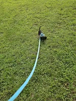 Oscar Ckc, a male Miniature Dachshund for sale in Blairsville, GA – 6 of 8