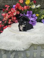 Jenny Ckc, a female Shih Tzu for sale in Blairsville, GA – 4 of 4