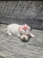 Marley , a female Shorkie for sale in Blairsville, GA – 7 of 9