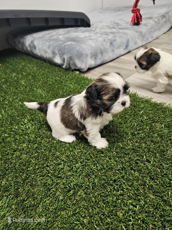 Adora Ckc – Shih Tzu puppy for sale in Blairsville, GA
