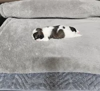 Adora Ckc, a female Shih Tzu for sale in Blairsville, GA – Photo 3 of 5