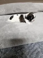 Adora Ckc, a female Shih Tzu for sale in Blairsville, GA – Photo 4 of 5