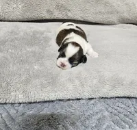 Adora Ckc, a female Shih Tzu for sale in Blairsville, GA – Photo 2 of 5