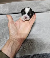 Adora Ckc, a female Shih Tzu for sale in Blairsville, GA – Photo 1 of 5