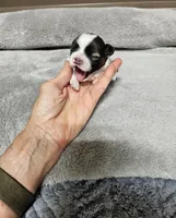 Adora Ckc, a female Shih Tzu for sale in Blairsville, GA – Photo 5 of 5