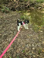 Zelda Ckc, a female Poodle - Standard  for sale in Blairsville, GA – 7 of 10
