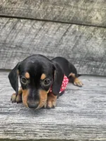 Oscar Ckc, a male Miniature Dachshund for sale in Blairsville, GA – 3 of 8