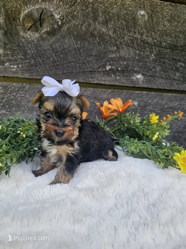 Mabel Ckc – Yorkshire Terrier puppy for sale in Blairsville, GA