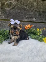 Mabel Ckc, a female Yorkshire Terrier for sale in Blairsville, GA – 1 of 4