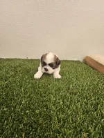 Benji Ckc, a male Shih Tzu for sale in Blairsville, GA – 3 of 10