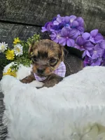Dasher , a male Yorkshire Terrier and Miniature Dachshund for sale in Blairsville, GA – 5 of 6