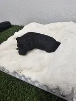Jaguar Ckc, a male Poodle - Toy  for sale in Blairsville, GA – 2 of 6