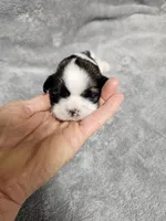 Chelsea Ckc, a female Shih Tzu for sale in Blairsville, GA – 2 of 3