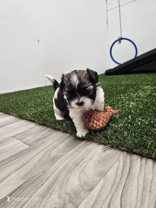 Nebo Ckc – Shih Tzu puppy for sale in Blairsville, GA