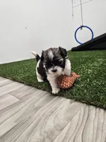 Nebo Ckc, a male Shih Tzu for sale in Blairsville, GA – 1 of 9