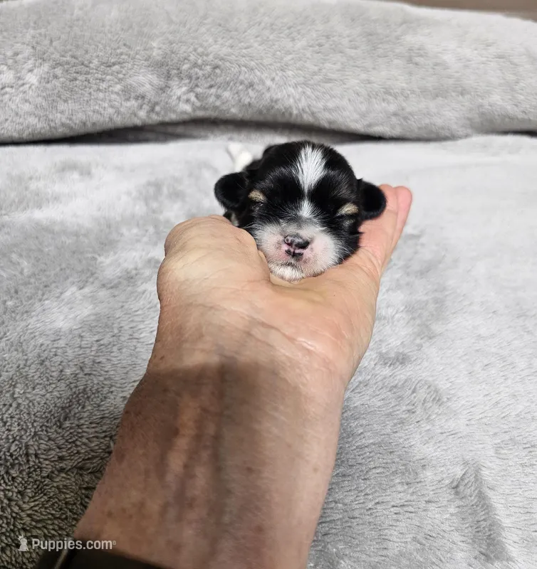 Nebo Ckc – Shih Tzu puppy for sale in Blairsville, GA