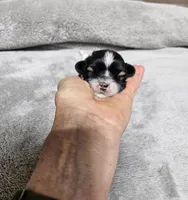 Nebo Ckc, a male Shih Tzu for sale in Blairsville, GA – Photo 1 of 5