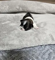 Nebo Ckc, a male Shih Tzu for sale in Blairsville, GA – Photo 3 of 5