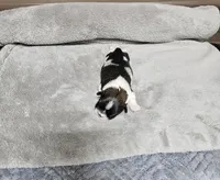 Nebo Ckc, a male Shih Tzu for sale in Blairsville, GA – Photo 4 of 5