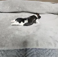 Nebo Ckc, a male Shih Tzu for sale in Blairsville, GA – Photo 5 of 5