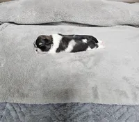 Nebo Ckc, a male Shih Tzu for sale in Blairsville, GA – Photo 2 of 5