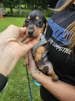 Oscar Ckc, a male Miniature Dachshund for sale in Blairsville, GA – 4 of 8