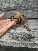 Dasher , a male Yorkshire Terrier and Miniature Dachshund for sale in Blairsville, GA – 4 of 6