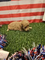 Copper Ckc, a male Poodle - Toy  for sale in Blairsville, GA – 3 of 4