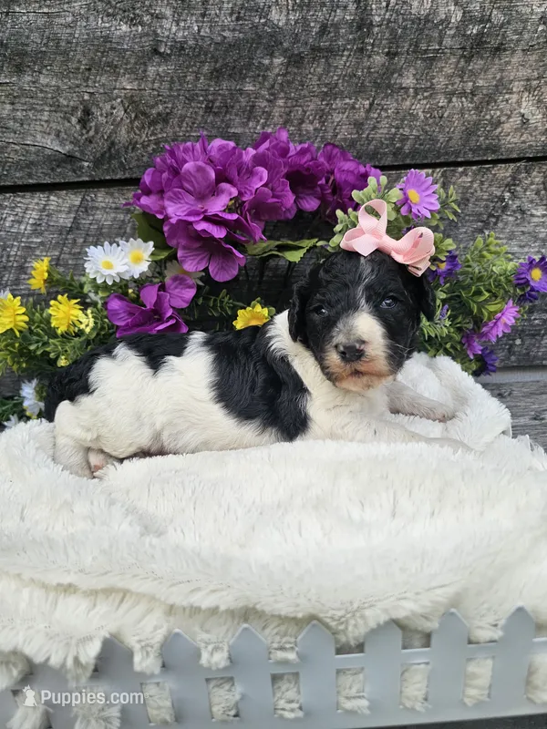 Lacey Ckc – Poodle - Standard  puppy for sale in Blairsville, GA